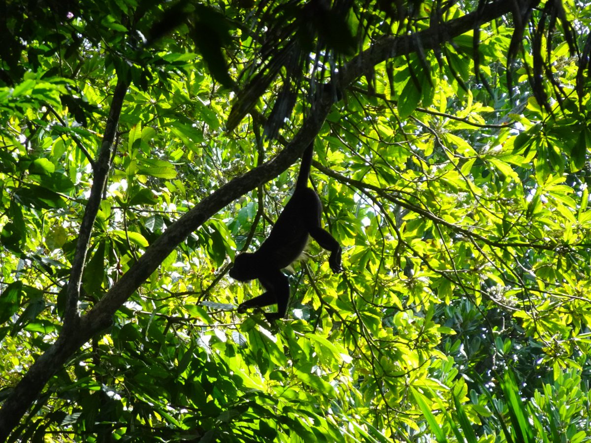 Yesterday we visited Barro Colorado Island in Gatun Lake, a research area for the Smithsonian Institute and one of the most studied patches of rainforest in the World. 

The diversity of plants and animals we saw was insane.

#capuchinmonkey #howlermonkey #barrocolorado #trogon