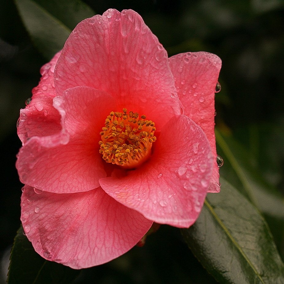 SeattleGrow's tweet photo. Camellia season https://t.co/w1kOlE9BUw