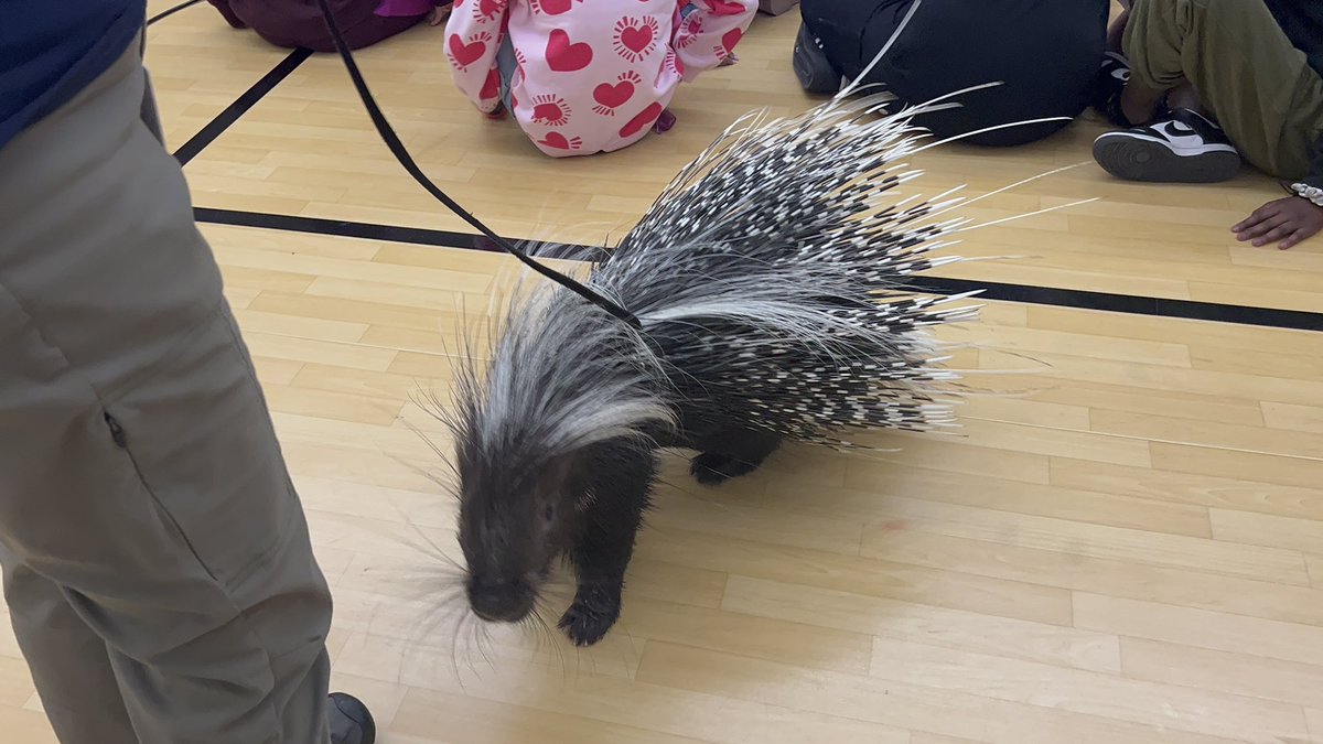 ashleyterry87's tweet photo. @KansasCityZoo Zoomobile came today! Saw this little cutie!#wearegrandview https://t.co/EX3WIFvQAw
