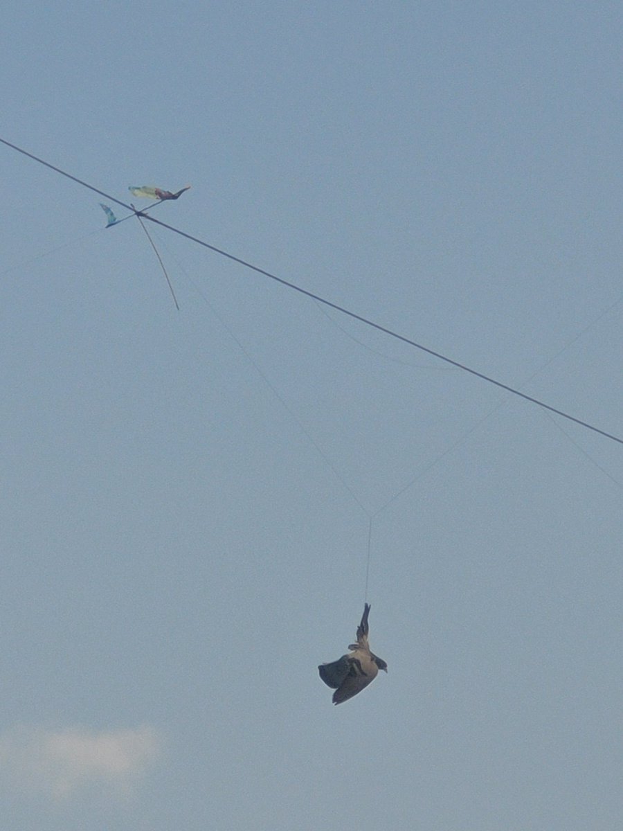 sanmurkute's tweet photo. Poor bird stuck in threads of kite https://t.co/QHJCnmKrOq