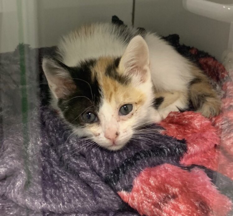 Retirei a Goiabinha nesse estado das ruas, FeLV positiva, com calicivirus, com parasita (isospora), e hoje nosso projeto não tem nem condição de tratar ela pra FeLV devido a nossa dívida altíssima de resgates anteriores. ☹️

Ajude com R$1, se puder! 
PIX: projetomiacasa@gmail.com