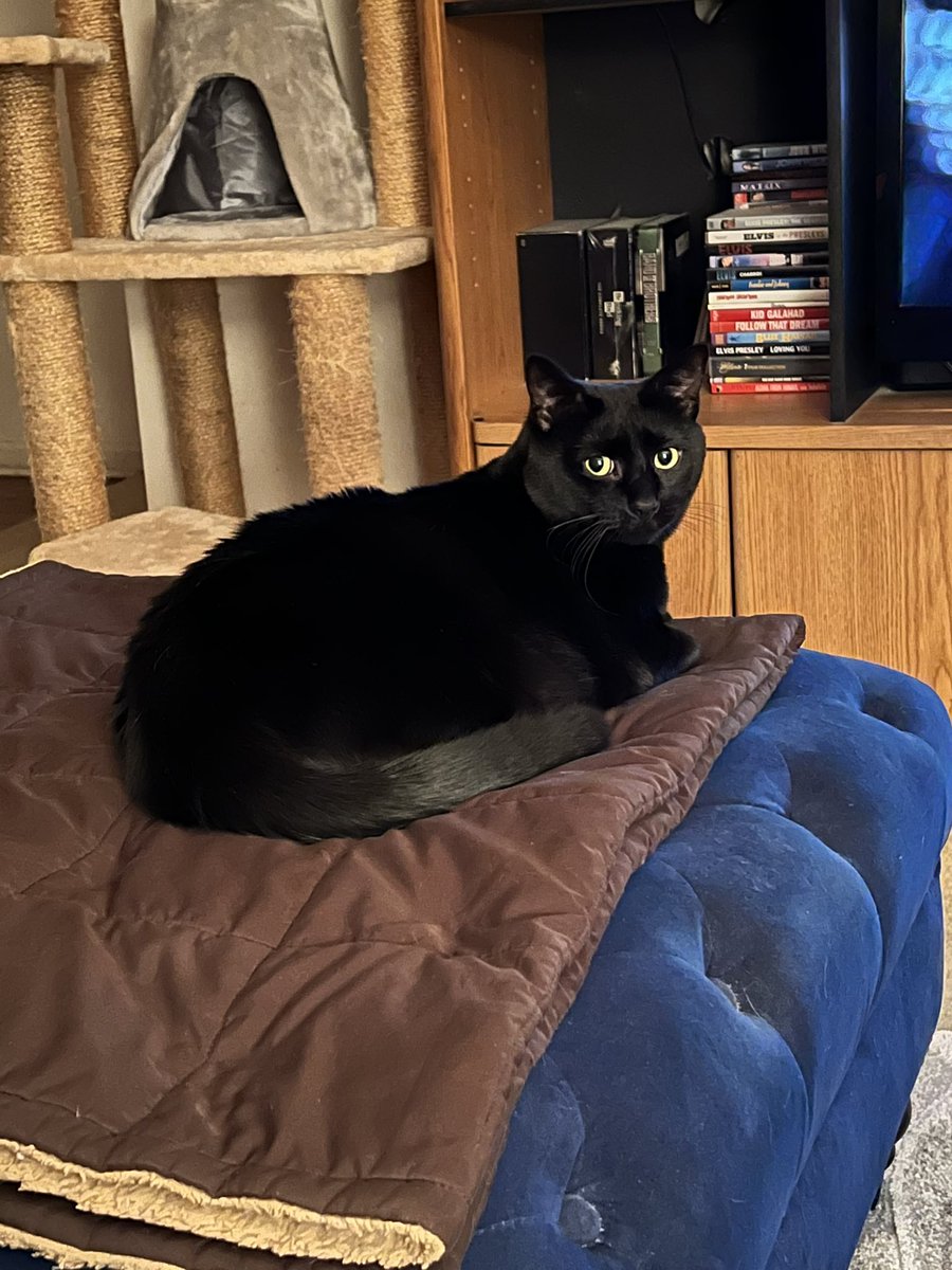 Elvi2Elvis's tweet photo. @TweeetsOfDogs I have a black cat and he is absolutely amazing. Meet Rocco. 🖤 https://t.co/PdbX7EASgw