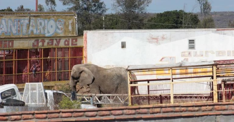 Qué RABIA este caso de maltrato animal. Desde el 2015, esta elefanta vive SOLA y en condiciones DEPLORABLES en un predio semiabandonado… ¡porque nadie la ha comprado! Se ubica entre la carretera de León y Lagos de Moreno. La @lasillarota hizo un reportaje sobre esto. 🧵