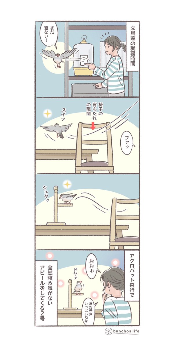 もう寝る時間なのにアクロバット飛行で元気アピールをしてくる2号…
#文鳥 
#4コマ漫画 