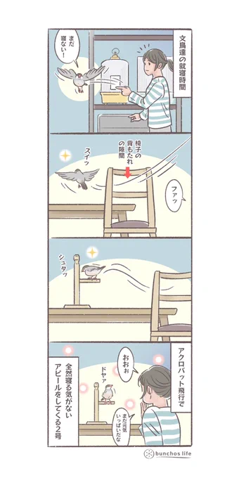 もう寝る時間なのにアクロバット飛行で元気アピールをしてくる2号…
#文鳥 
#4コマ漫画 