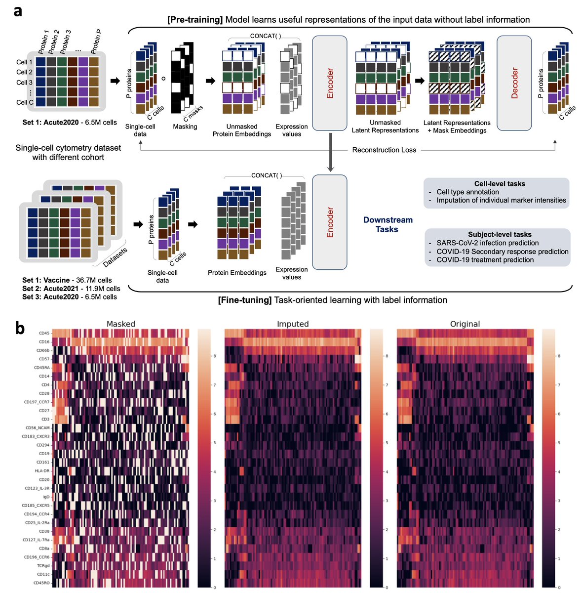 Dokyoon Kim (@dokyoon_kim) on Twitter photo Excited to share our recent work: "#SingleCell Masked Autoencoder: An Accurate and Interpretable Automated Immunophenotyper"
scMAE model transforms high-throughput single-cell cytometry, offering a scalable, robust, and precise immunophenotyping tool.<a href="/EJohnWherry/">E. John Wherry</a> <a href="/_ImmuneHealth_/">Immune Health</a> Excited to share our recent work: "#SingleCell Masked Autoencoder: An Accurate and Interpretable Automated Immunophenotyper"
scMAE model transforms high-throughput single-cell cytometry, offering a scalable, robust, and precise immunophenotyping tool.<a href="/EJohnWherry/">E. John Wherry</a> <a href="/_ImmuneHealth_/">Immune Health</a>