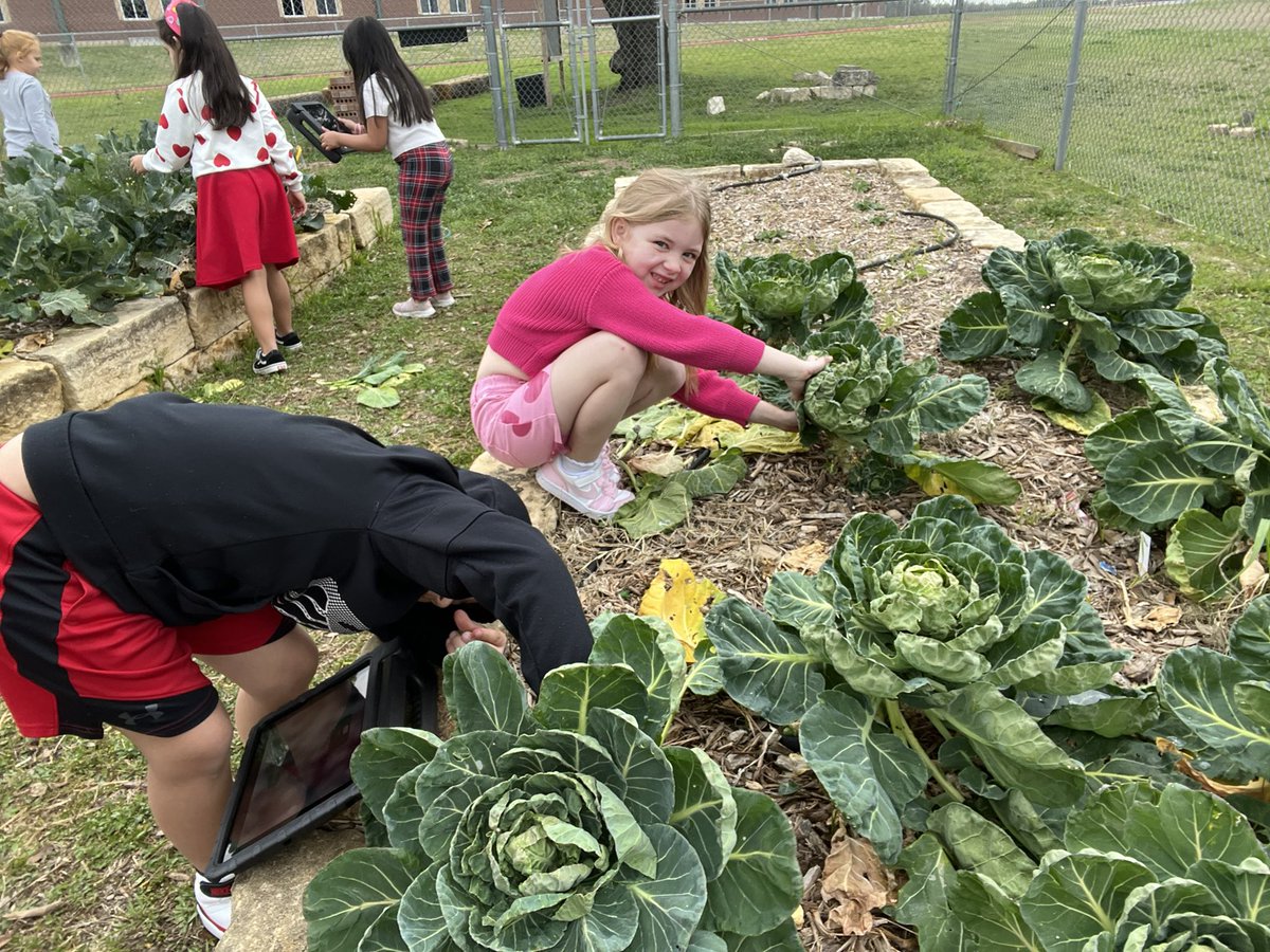 We cannot wait for spring 🤩. Starting to direct sow some flowers and veggies, installed some new trellis tunnels for our vines, and talked about plants producing seeds 🌱 #ProjectAcorn @NISDMcAndrew