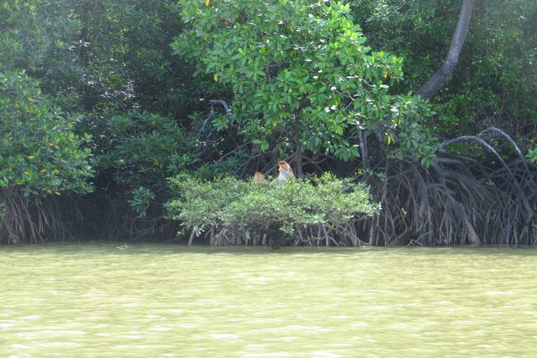 The Borneo Project tweet media