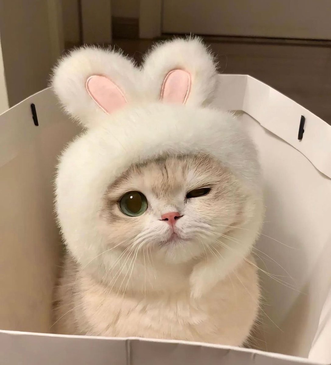 Why you should have a cat (@shouldhavecat) on Twitter photo 