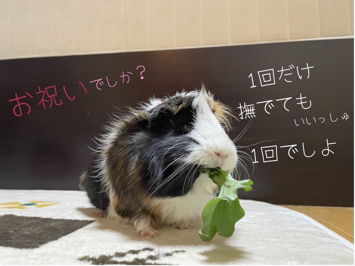 ApolloLineage's tweet photo. 風船飛んだ((´∀｀*))
今日はウチの可愛い
モルちゃんに祝ってもらうぞぉ😄
#誕生日
#41周年
#モルモット https://t.co/eW3EvpYHbD