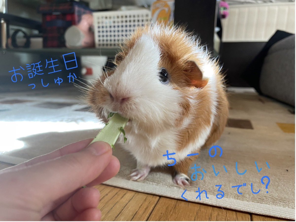 ApolloLineage's tweet photo. 風船飛んだ((´∀｀*))
今日はウチの可愛い
モルちゃんに祝ってもらうぞぉ😄
#誕生日
#41周年
#モルモット https://t.co/eW3EvpYHbD