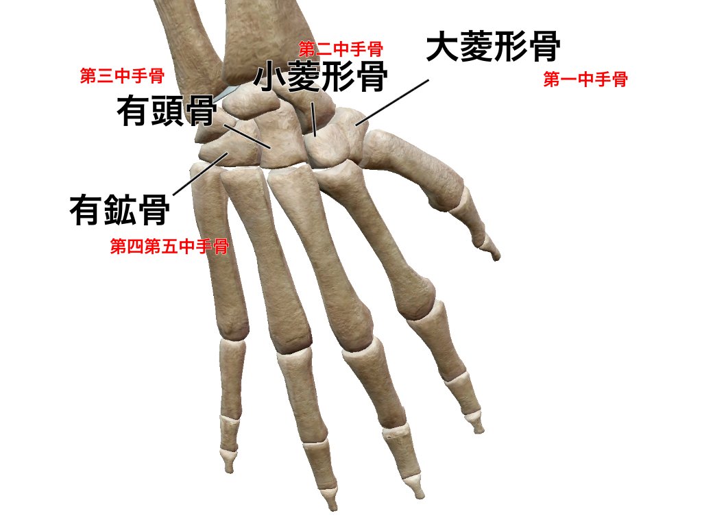 prt_brain's tweet photo. 【手根骨と中手骨】

意外と覚えにくい手根骨と中手骨の位置関係。

しかし、手根骨骨折の時の鑑別には必要な知識になりますので

是非、覚えていきましょう！

大菱形骨→第一中手骨
小菱形骨→第二中手骨
有頭骨→第三中手骨
有鈎骨→第四第五中手骨

＃解剖学
＃思いっきり解剖学 https://t.co/1h34FlMLFi