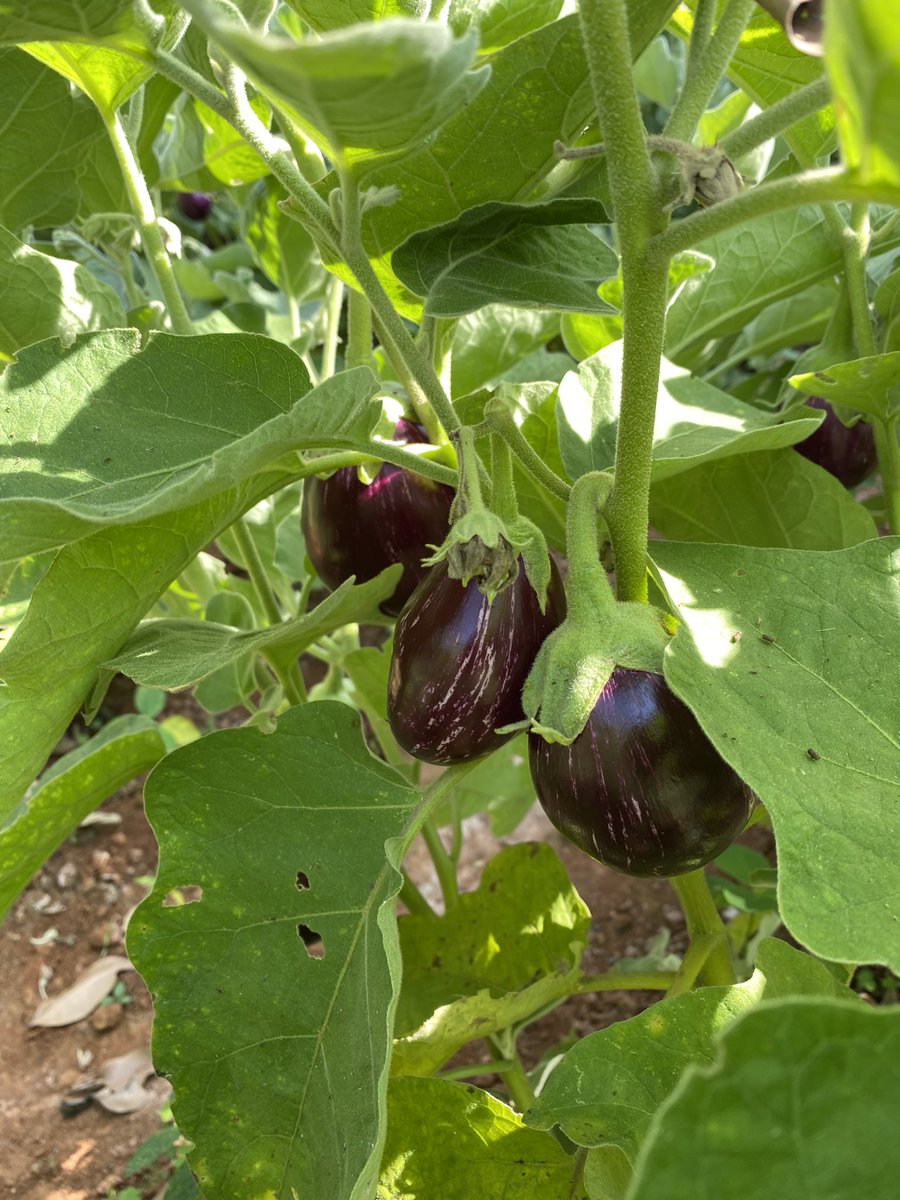 parvathimenon's tweet photo. @hpnadig And at my farm…
#seasonal
#khetse https://t.co/wS9wEBCKT7