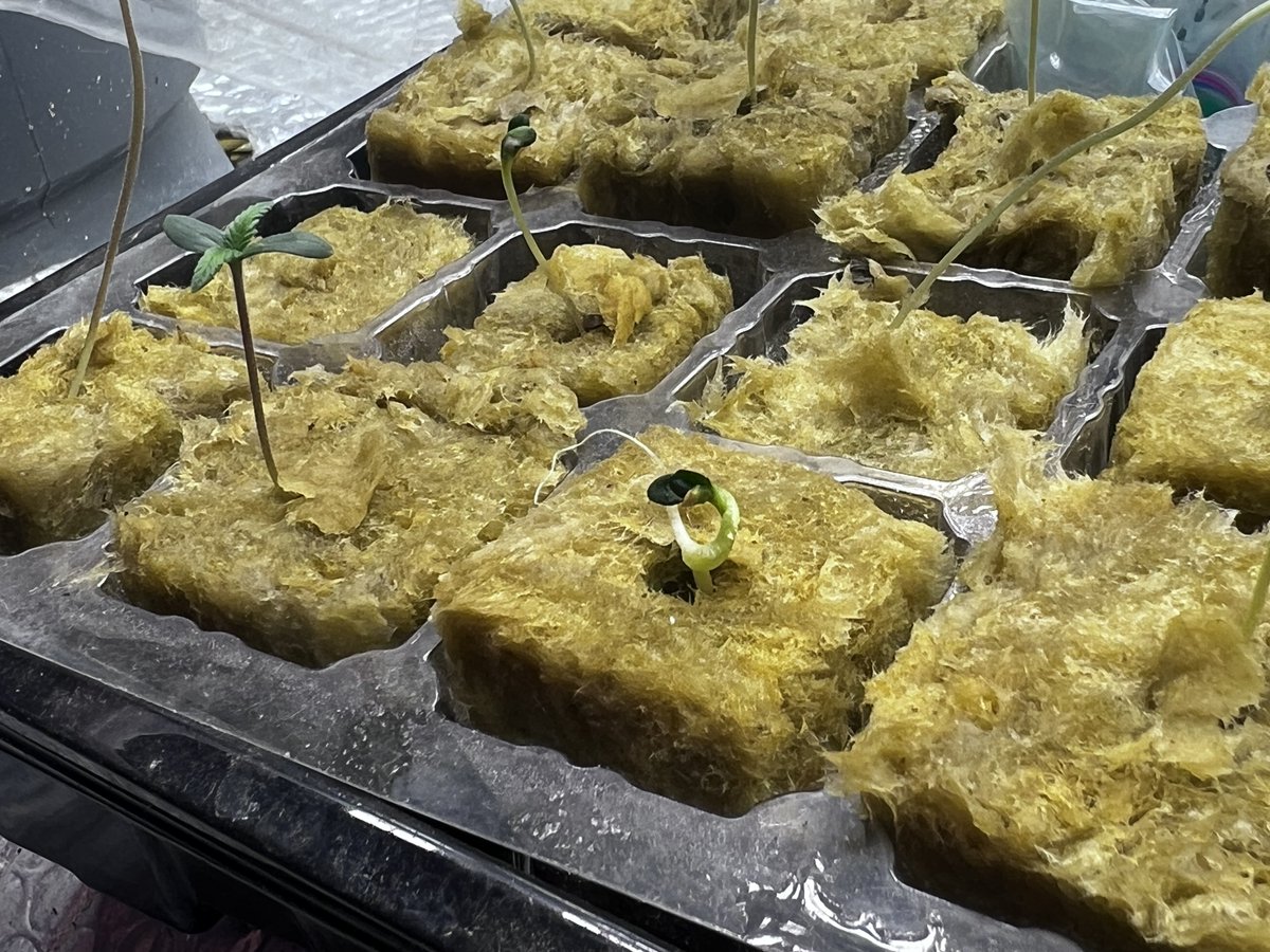 NobleGrowing's tweet photo. Has anyone seen anything like this deformity or mutation before? Polyploidy? https://t.co/7LYhT23Exl