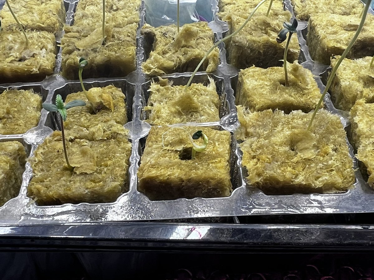 NobleGrowing's tweet photo. Has anyone seen anything like this deformity or mutation before? Polyploidy? https://t.co/7LYhT23Exl