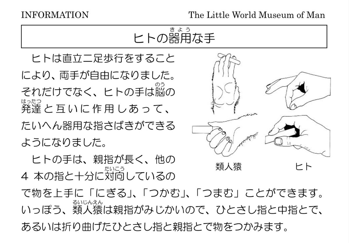 の進化は②、平たく言うと我々は、長く太い親指の獲得によって繊細な手先で道具を作り、活用し、或いはネコを撫で回すのに不可欠な能力、「精密把握」に異常なまでに優れた手を手に入れた
しかしヒトナーのケモはこの両方の特徴を持ち、つまむ・書く等の「精密把握」が必要な動作をガンガンこなす→