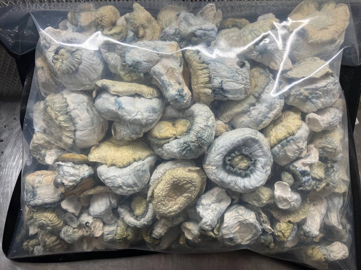 TRIPPYWORL's tweet photo. Mushroom 🍄

https://t.co/ZJUPbekypX https://t.co/AhbA1LvVSt