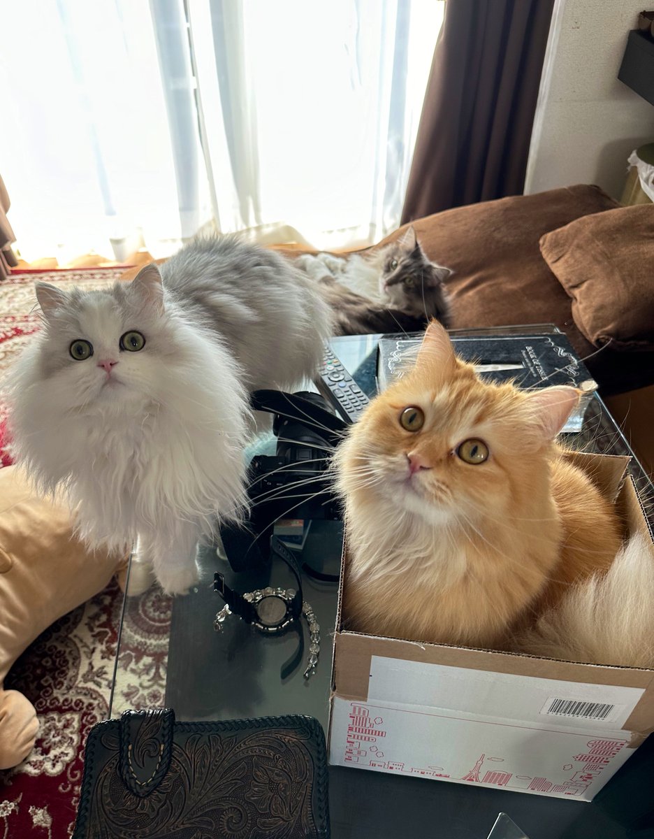 神が作った最高傑作【可愛い尊い癒し】の三原則を持ち合わせたのが猫です。