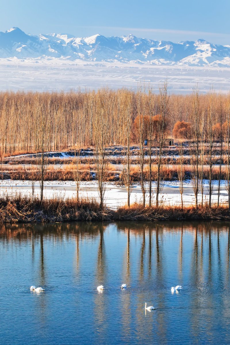 Visit_Xinjiang's tweet photo. #YiningHotSpring in #Xinjiang has a beautiful ecological environment, attracting groups of swans to nest and breed here. Bring your loved one and enjoy a romantic trip amidst this winter wonderland!
#AmazingXinjiang #XinScenery #DreamyXinjiang #ThisIsXinjiang #XinjiangTravel https://t.co/sj42Gau8Bd