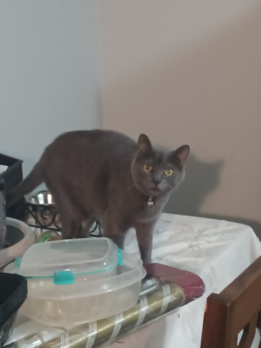 runemaster451's tweet photo. @DiviDeer Cat! https://t.co/EtGooiUttu