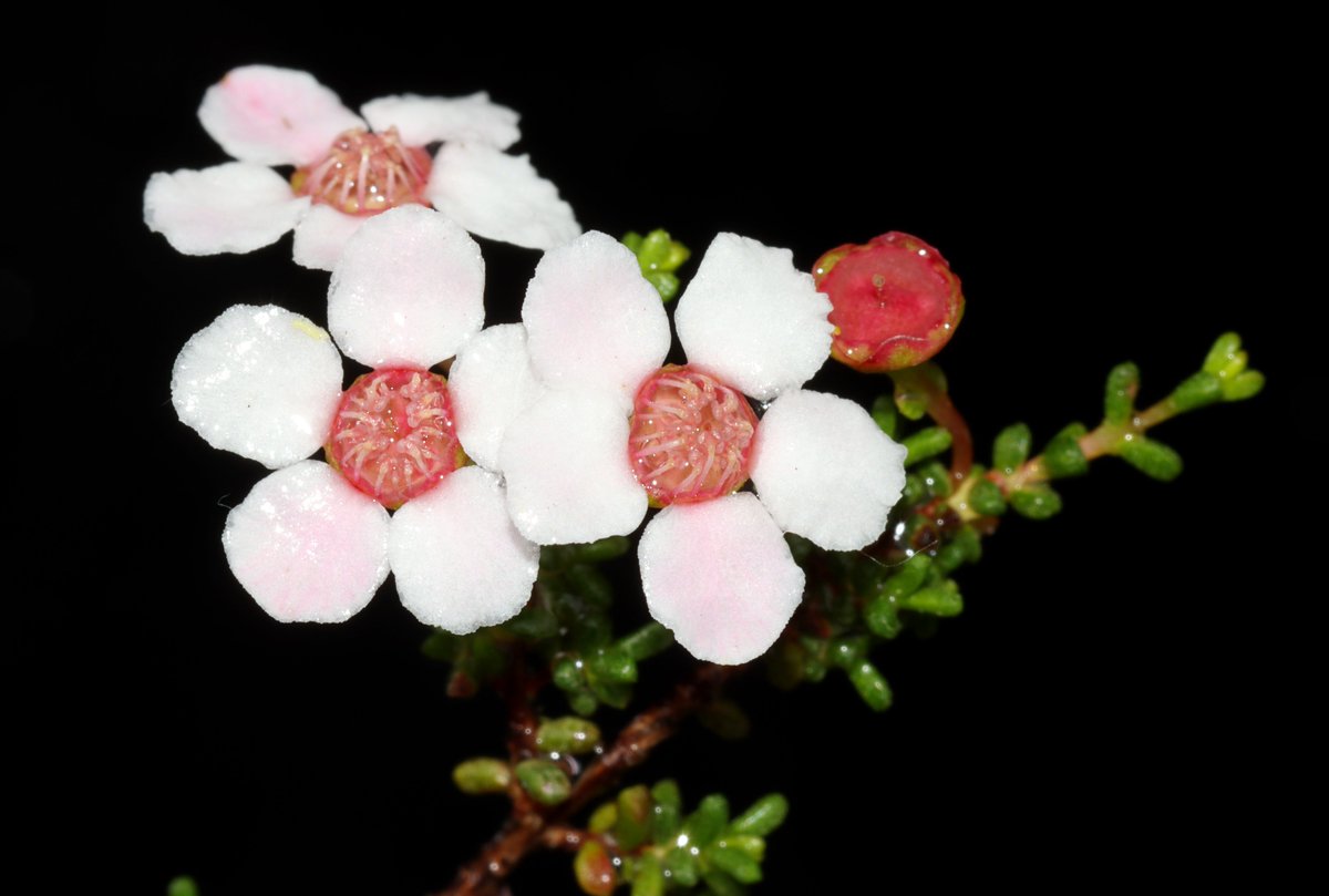 A great opportunity to join the team at the Western Australian Herbarium (Technical Officer: 2 years, full-time), working with senior botanists on a range of projects. Applications close March 7 search.jobs.wa.gov.au/page.php?pageI…