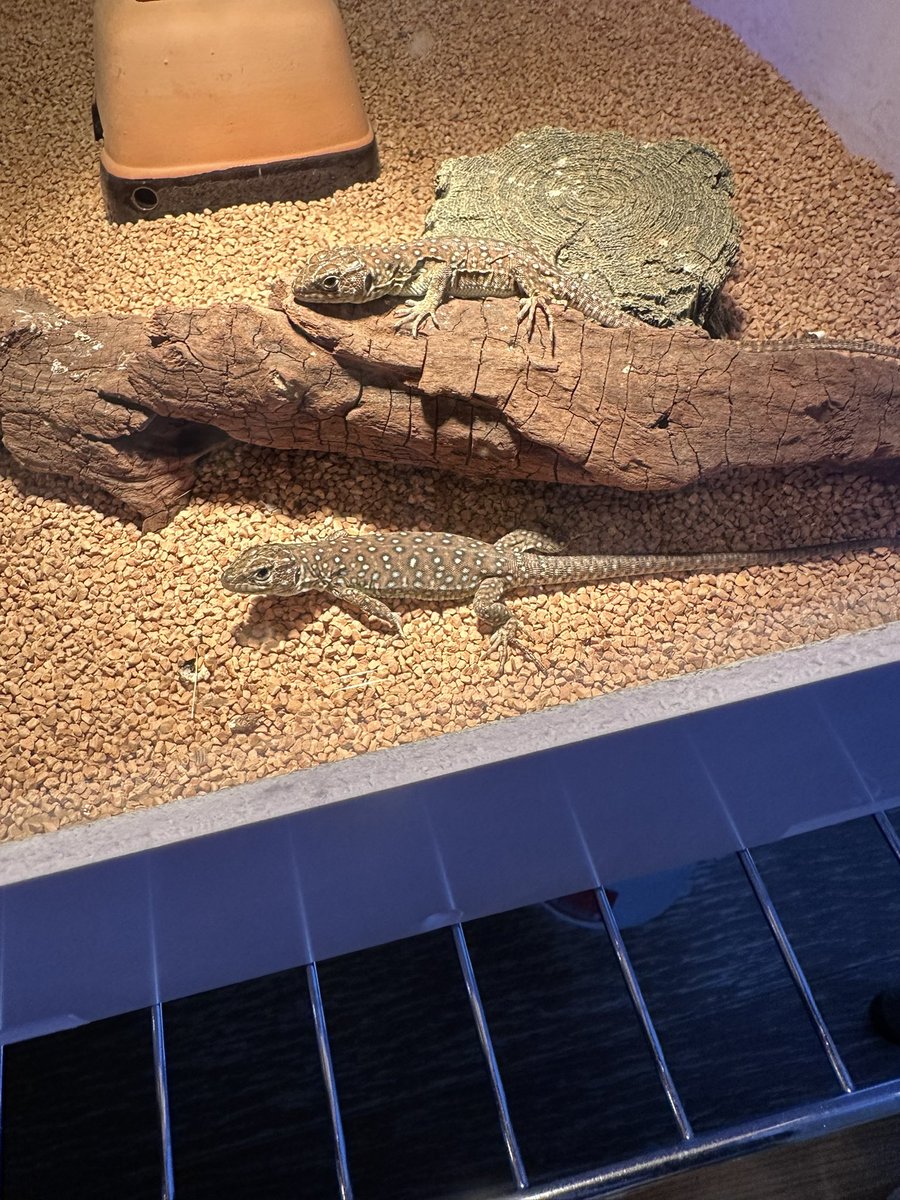 melorian81's tweet photo. ホウセキカナヘビbabyｽﾞ

 #爬虫類 #トカゲ #カナヘビ #ホウセキカナヘビ #ベビー https://t.co/MkmOCYtuPW