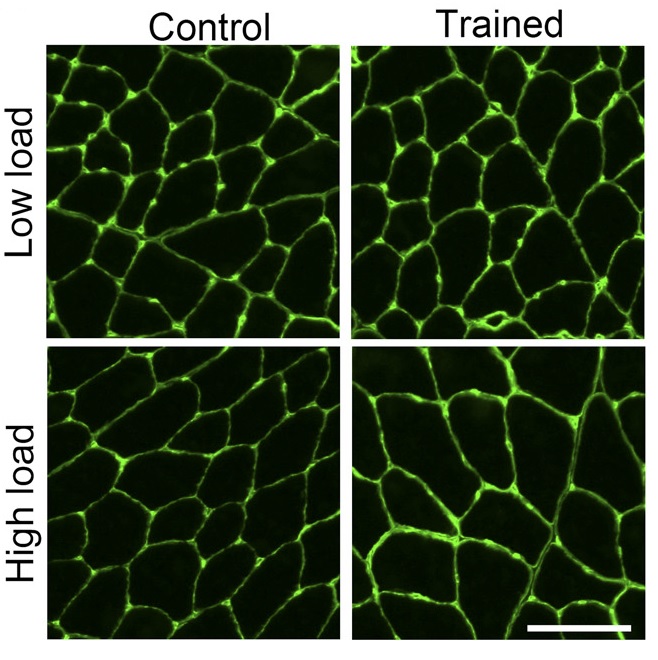 Mechanical tension, not muscle activation matters most for muscle hypertrophy. Rats trained with equal muscle activation, yet greater muscle force (due to iso vs con contractions) had greater increases in muscle CSA journals.physiology.org/doi/full/10.11…