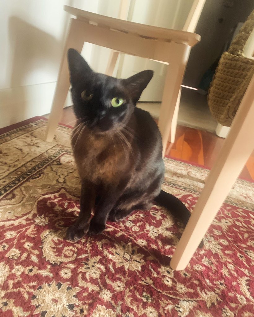 Forest Hall tweet media