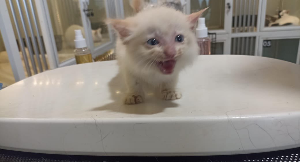 rie1987's tweet photo. @infomalang Kakmin, tolong diretwit ya. masih open adopt, kucing-kucing yang ditinggal ibunya ngga tau ke mana. Free pokok dirawat. Makasiii. Kemaren tak grooming. Tapi belum ke vet. https://t.co/bvo1VI7tp3