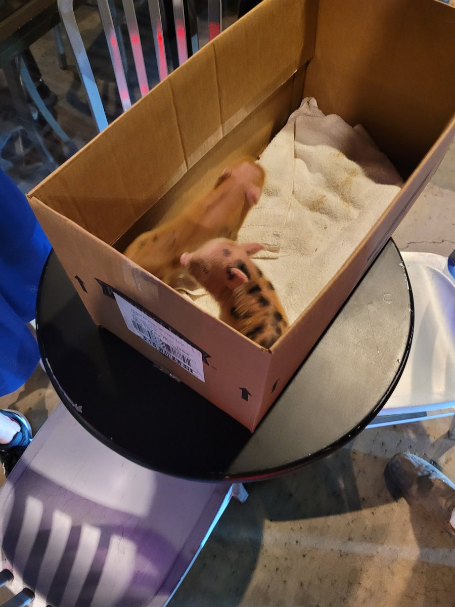 I went to get a slice of pizza and a guy came in with a box of piglets and I got to hold one :3