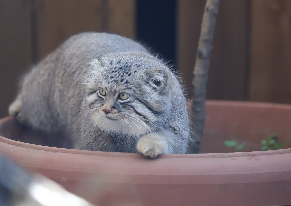 上海動物園から野毛山動物園に1989年にマヌルネコが贈られた実績があっ