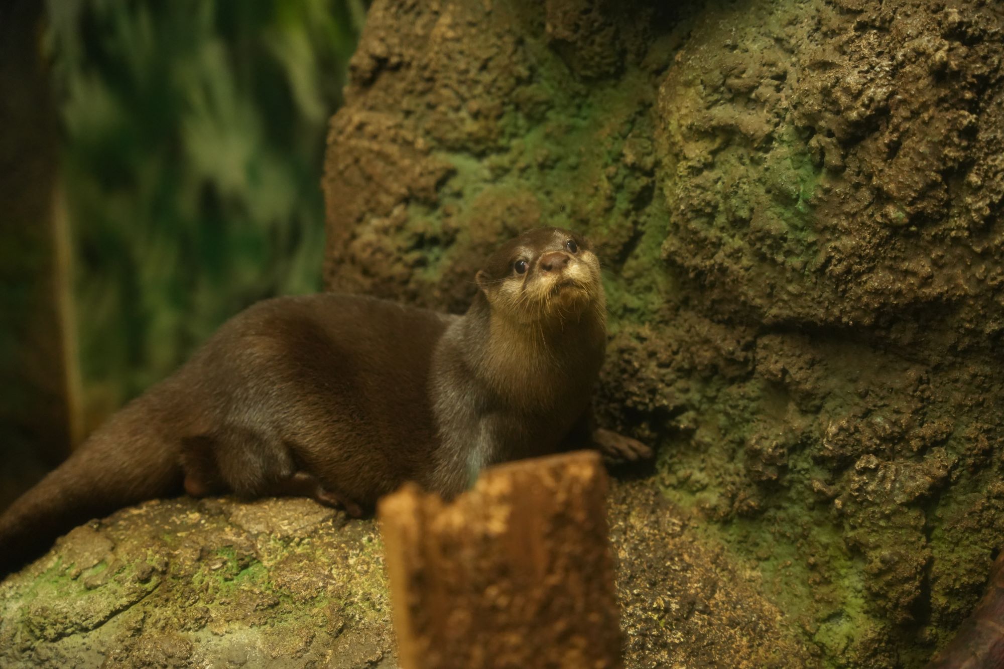 名古屋市東山動植物園 on X: 
