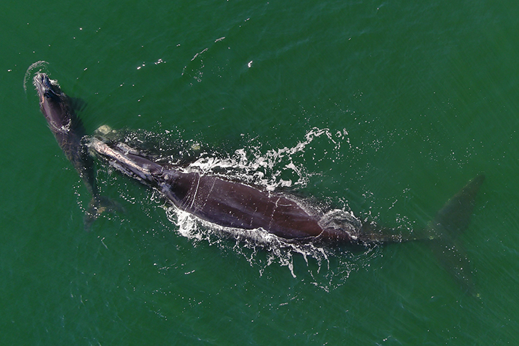 NOAAFish_NEFSC's tweet image. Biologist Heather Foley blogged about her work monitoring/documenting endangered North Atlantic right whale mom/calf pairs in the warm coastal waters of the SE—the only known calving ground. They spotted Fenway and her new calf: bit.ly/48djfMI. #WhaleWeek #RightWhales