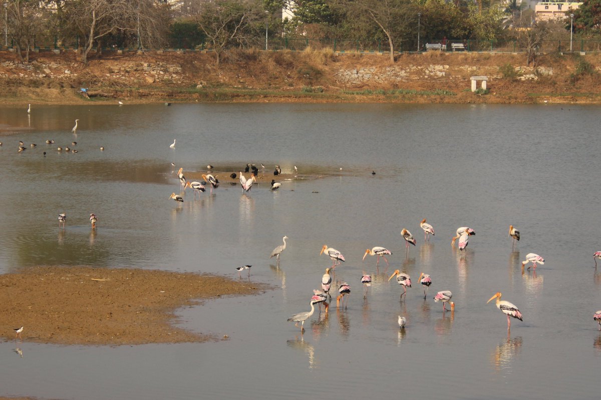 Doddakallasandra Lake Protection Committee tweet media