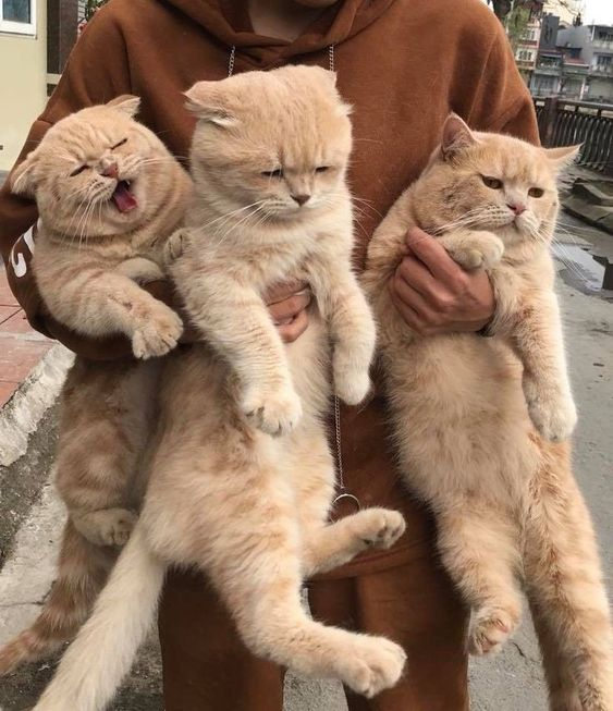 Dont Show Your Cat tweet media