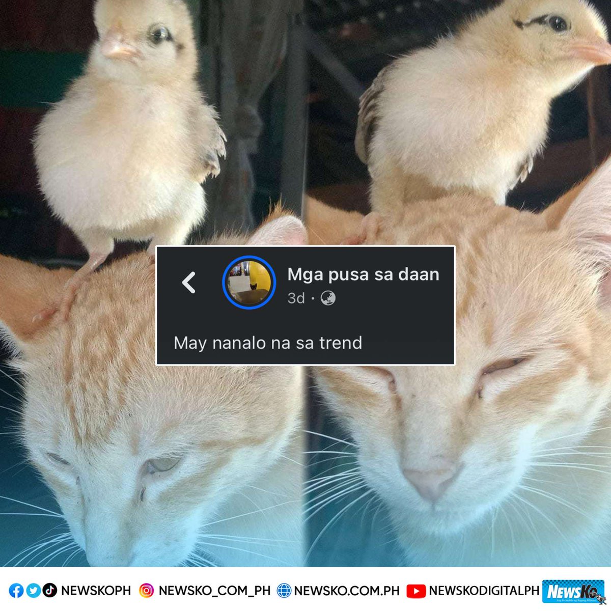 NewsKoPH's tweet photo. #MemesPH: 'Yung instant BFFs agad ang dalawa mong furbaby. 🥹🐥😹
"May nanalo na sa trend," caption ng uploader sa post.
📸 FB/ Mga pusa sa daan
Bisitahin ang aming official website para sa iba pang balita: https://t.co/mdIbQKqnxB
#ViralPH #GoodVibesPH #Trending #Funny #fyp https://t.co/nyg4wAfjsv