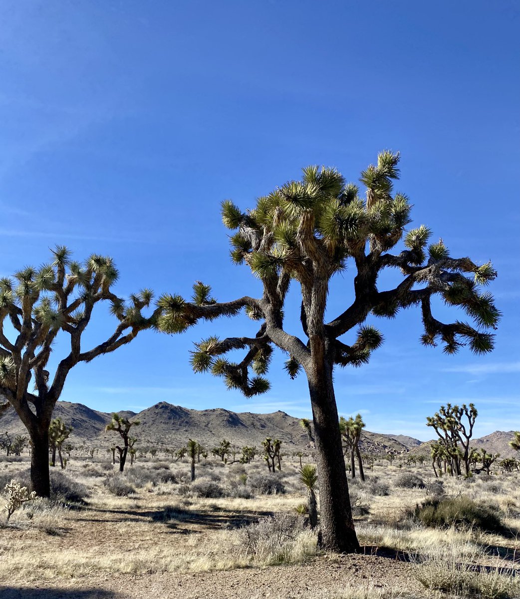 ceseph's tweet image. Ensorcelant Joshua Tree 📸✨ #thejoshuatree #joshuatree #photograghy