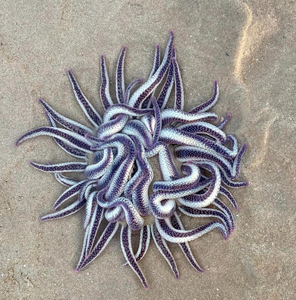 Dofleinia armata (striped anemone) - Broome. Its body is covered with nematocysts (stinging cells). Each n-cyst is loaded with neurotoxins that interfere with the nervous system by switching off electrical signals in the cells. No comm's b/w cells leads to paralysis ☠️ look out🦀