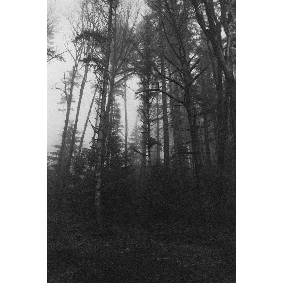 An expired roll of #IlfordDelta3200 also victims of numerous airport X-rays. 
So if the roll would most likely be fogged, may as well shoot foggy scenes!
Port Alberni, BC - Vancouver Island. 

#Filmphotography #ilfordphoto #35mm #blackandwhite #vancouverisland #portalberni