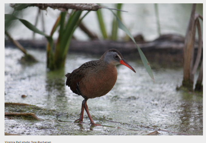 Birds Canada - Ontario Region tweet media