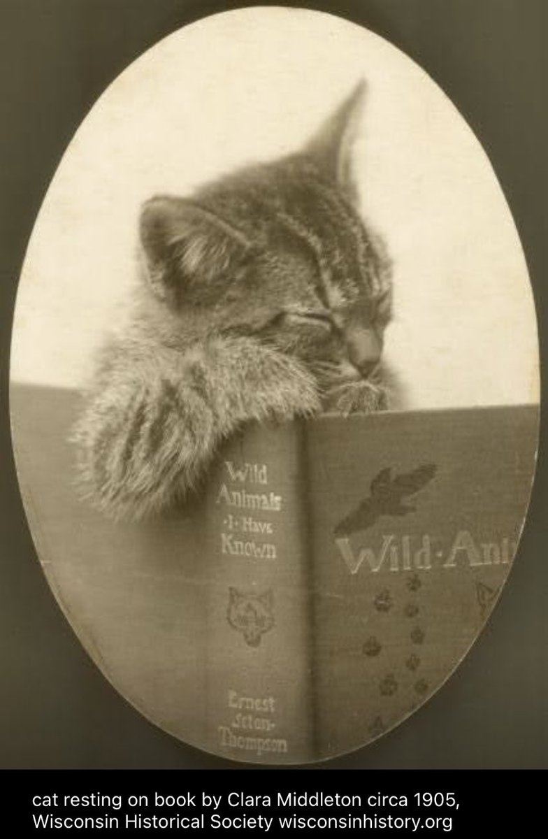 thetreezz's tweet photo. Happy #CatsNoirFriday #CaturdayEve #CatsOfTwitter #ReadingWithCats 😸📖🖤🤍🐾
Reading and napping are a few of our favorite things. 📖💤😺 https://t.co/X9Ir4eKEB6