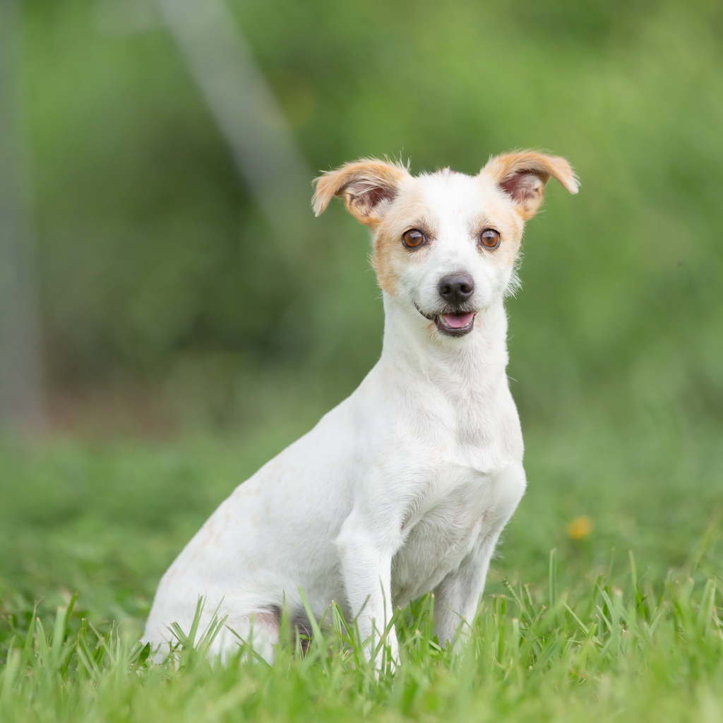 Meet Max, a sweet and bashful boy with a heart of gold. 💛 Max is eagerly awaiting the opportunity to find a forever home where he can continue to gain confidence with a loving family.

For more on Max please visit - bit.ly/AWLQMax126533
