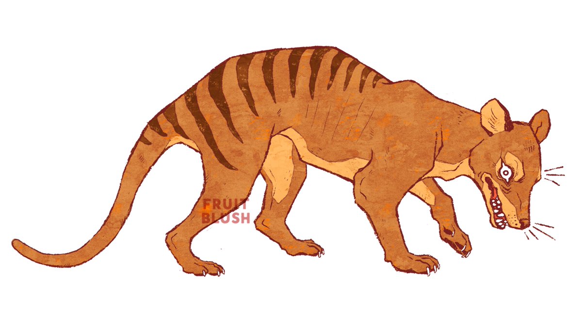 fruitblush's tweet image. I pace in circles so the camera will see
Look hard at my stripes, there'll be no more after me