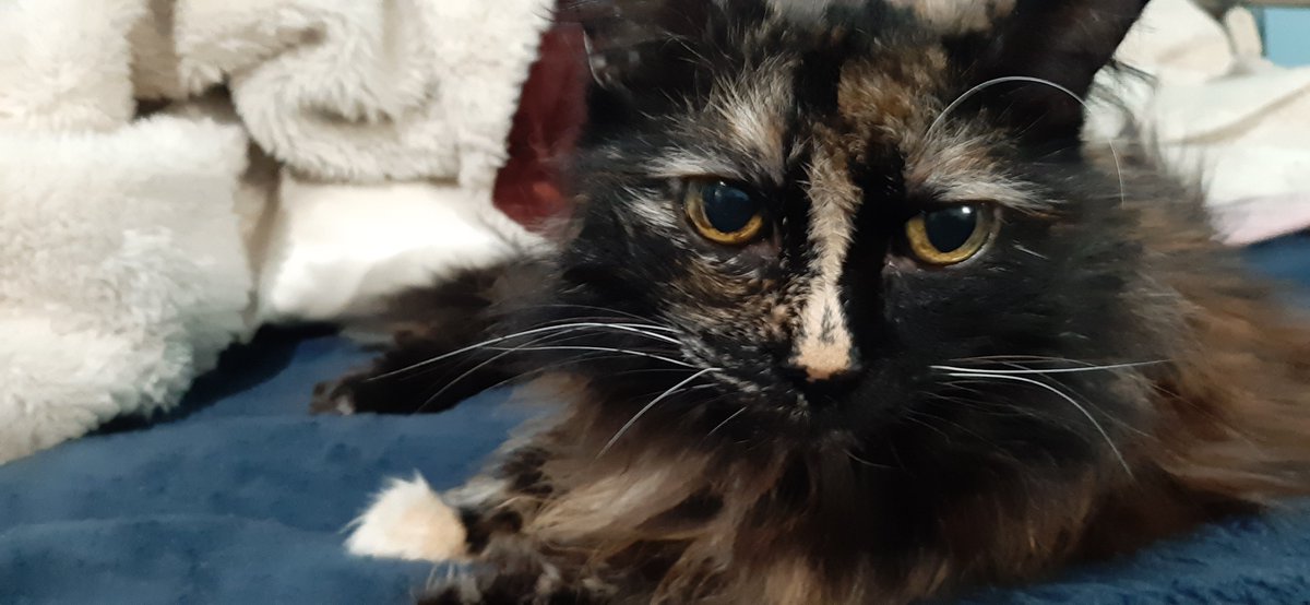 KateVinee's tweet photo. @feederofcats Oh, I'm so invested in her wellbeing now, partly because she looks a lot like my Min. Sending good vibes and well wishes for tomorrow

(And hi to all the other torties in the replies!) https://t.co/v1Dk5WmIzR