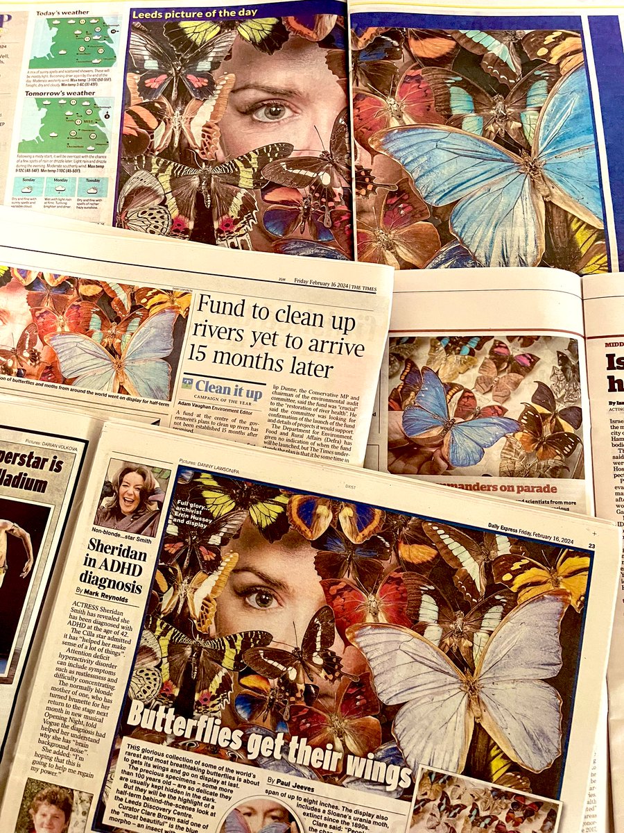 A kaleidoscope of coverage all across the national press today for our beautiful butterflies at Leeds Discovery Centre! 🦋 Heroic effort from @LeedsMuseums stars @CuratorClare and @Archivist_Errin and magical pics by wizard @DannyLawPhoto