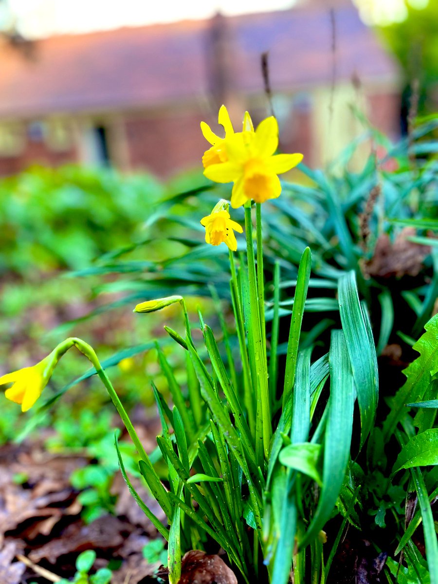 It’s a beautiful day at the Mill with signs of spring in the air so why not enjoy a guided tour with us? Tours at 1.30 Fri, Sat, Sun &amp; 11.30 Sat as well. Pre book to guarantee a space. Entry to grounds &amp; tearoom remains free birminghammuseums.org.uk/sarehole-mill/…