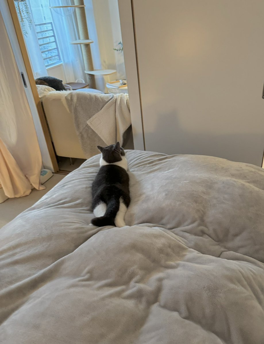 omochiomoching's tweet image. のびのび😽