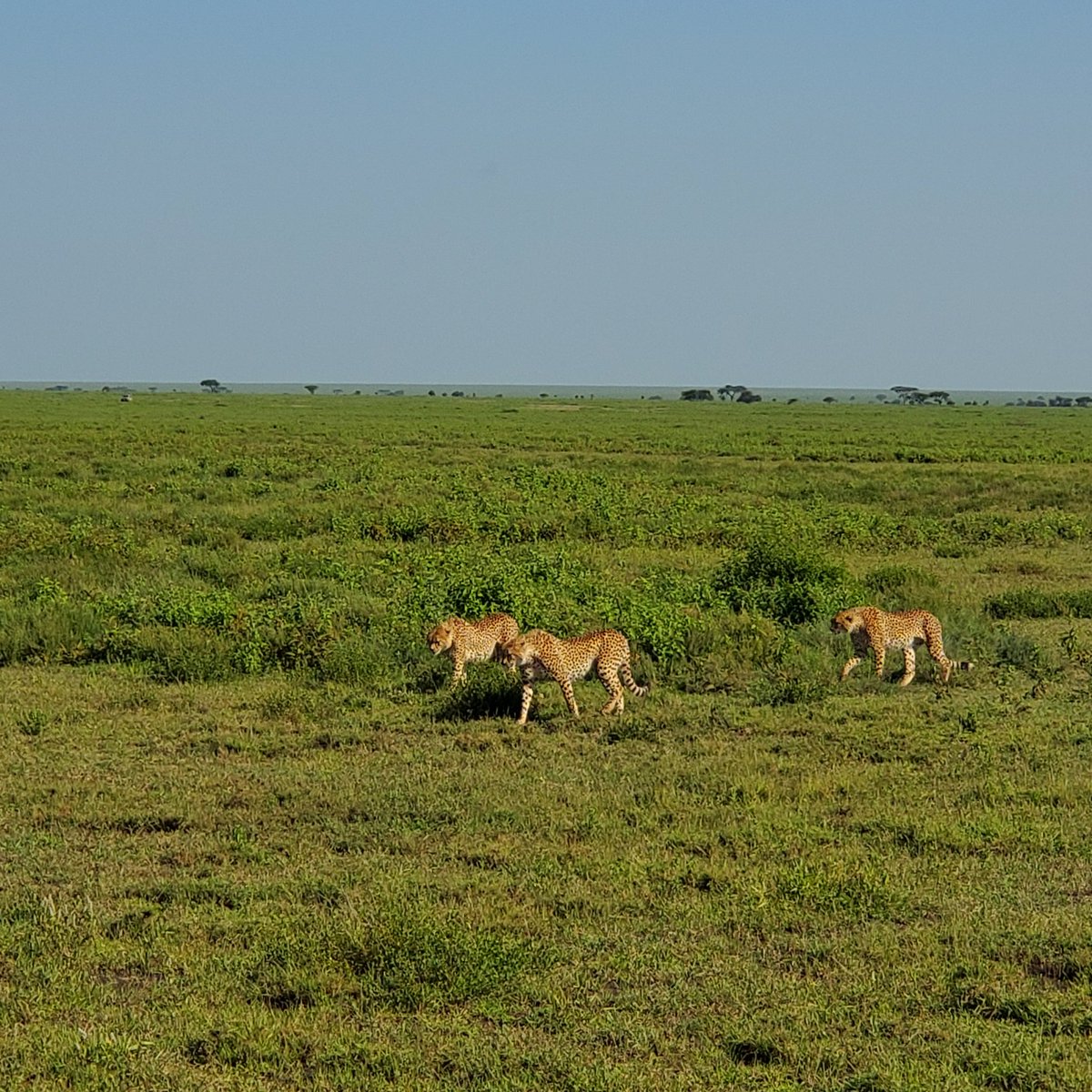 Citizen004's tweet photo. These three brothers and lots of hyhena. 
2/2
#Africa2024 #Tanzania24 #ngorongoro #yolo #experienceeverything https://t.co/acQIxOXFC9