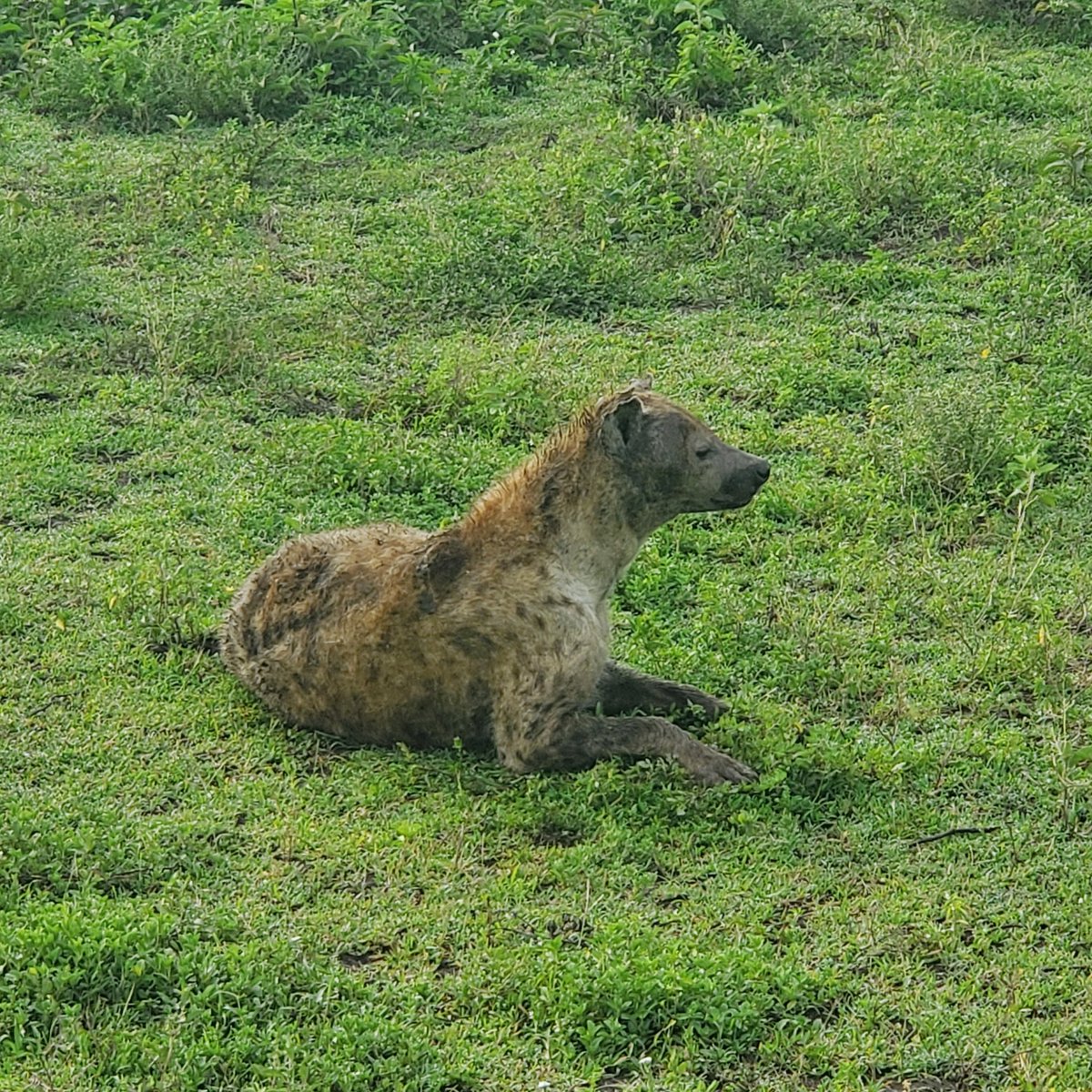 Citizen004's tweet photo. These three brothers and lots of hyhena. 
2/2
#Africa2024 #Tanzania24 #ngorongoro #yolo #experienceeverything https://t.co/acQIxOXFC9