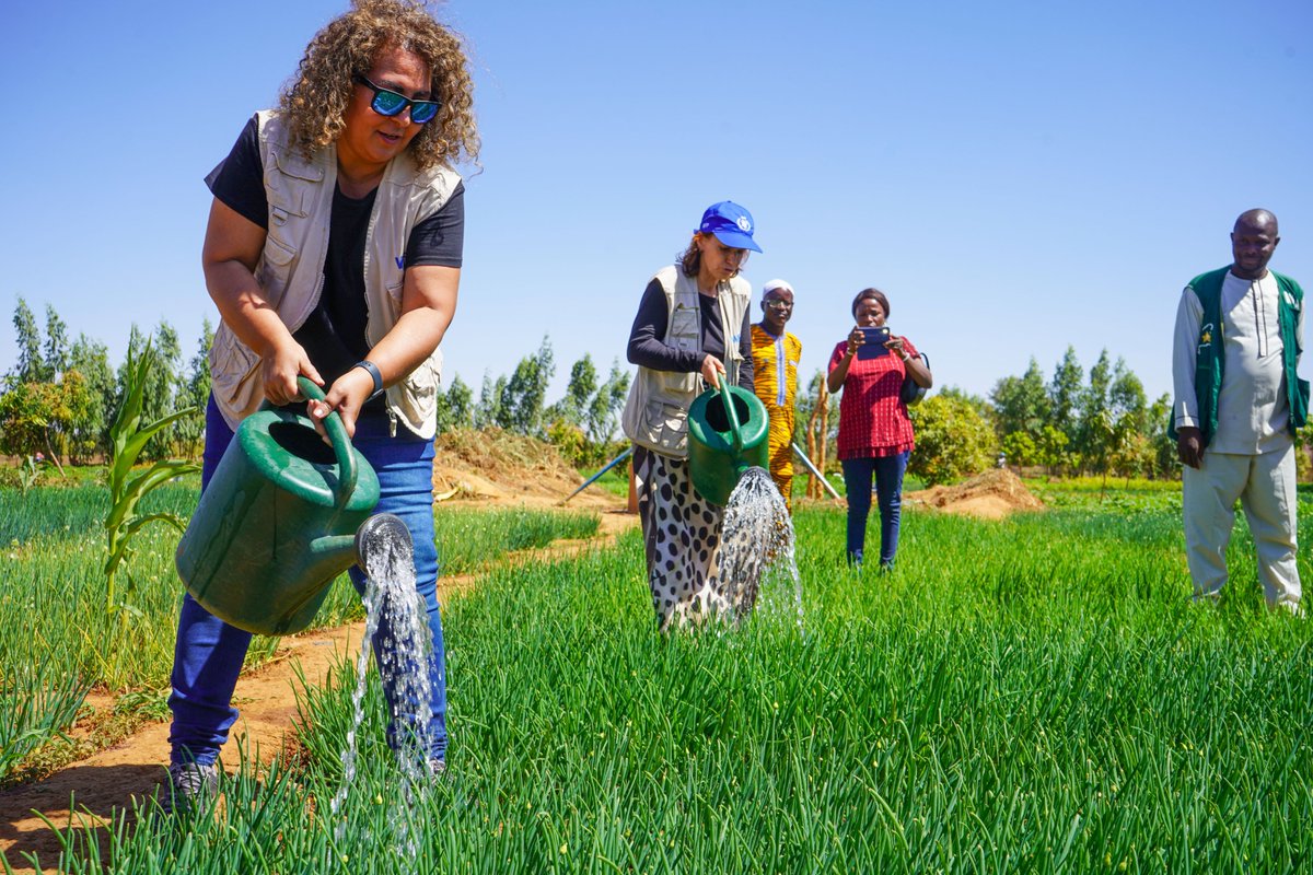 EPruscini's tweet photo. From watering to growing, from planting to flourishing 🌱 In #BurkinaFaso, WFP continues to pioneer water management for food security, all while supporting national plans and priorities. Today marks a milestone as we harvest the first batch of tomatoes in Reka! 🍅 https://t.co/tUgosRPVfp